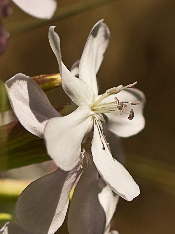 Flor de la Jabonera (Saponaria officinalis) 