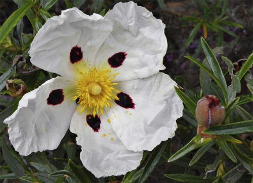 Flor de jara pringosa (Cistus Ladanifer)