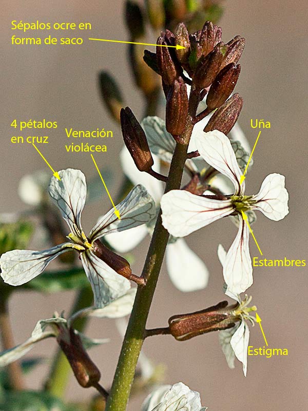 Jaramago o rabaniza, oruga (Eruca vesicaria, eruca sativa)