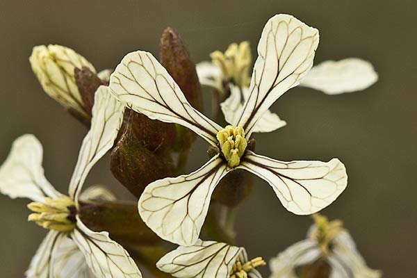 Flores de la eruca (Eruca vesicaria, eruca sativa)