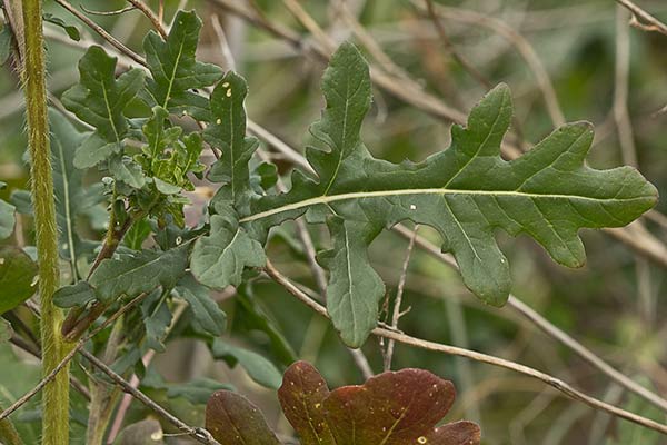 Jaramago o rabaniza, oruga (Eruca vesicaria, eruca sativa)