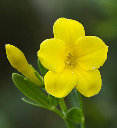 Flor del jazmín silvestre (Jasminum fruticans)