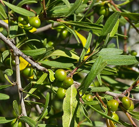 Mata frucficada (aún verde) del jazmín silvestre (Jasminum fruticans)