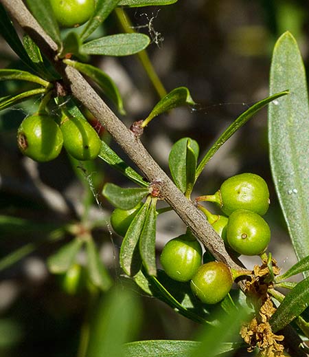 Fruto aún verde del jazmín silvestre (Jasminum fruticans)