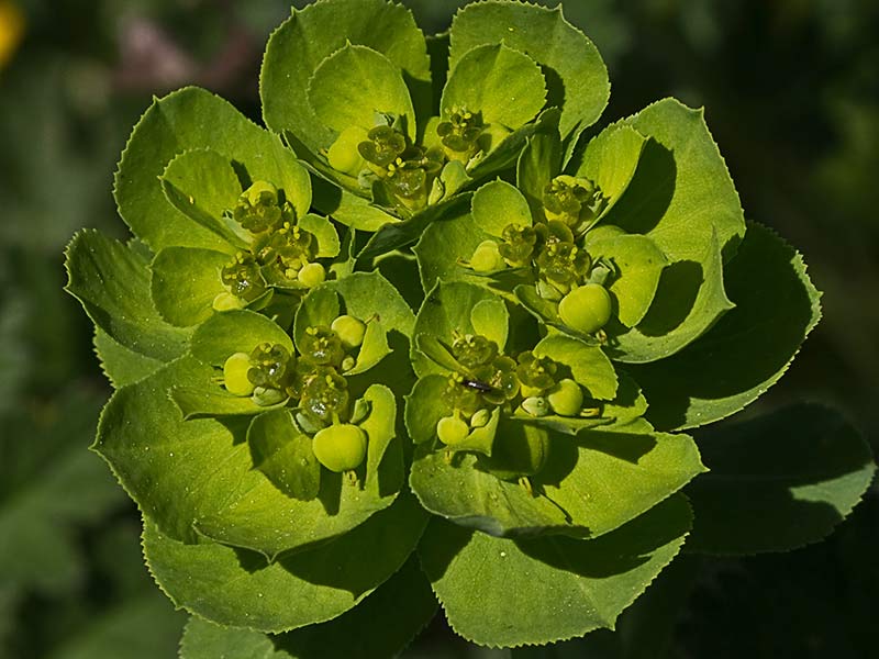 Lechetrezna girasol (Euphorbia helioscopia)