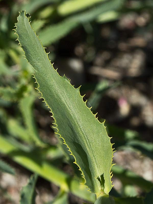 Lechetrezna (Euphorbia serrata)