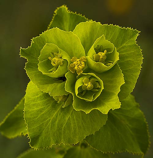 Lechetrezna ramo (Euphorbia serrata)