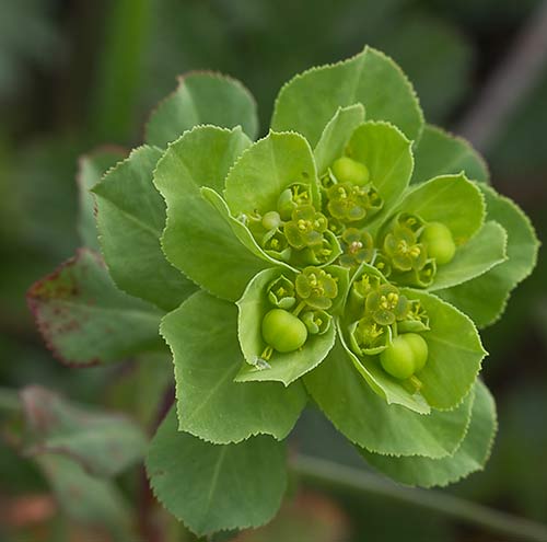Euphorbia serrata, Lechetrezna