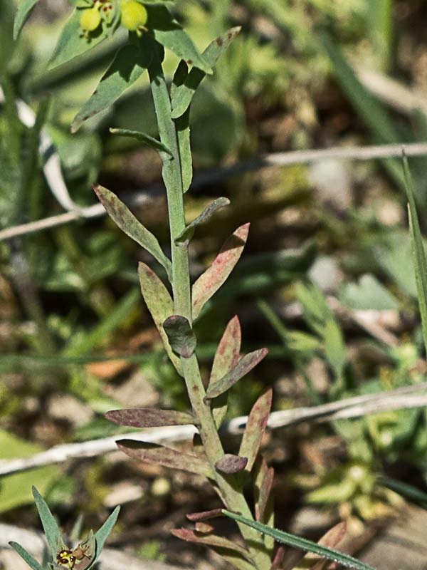Lechetrezna romeral (Euphorbia exigua)