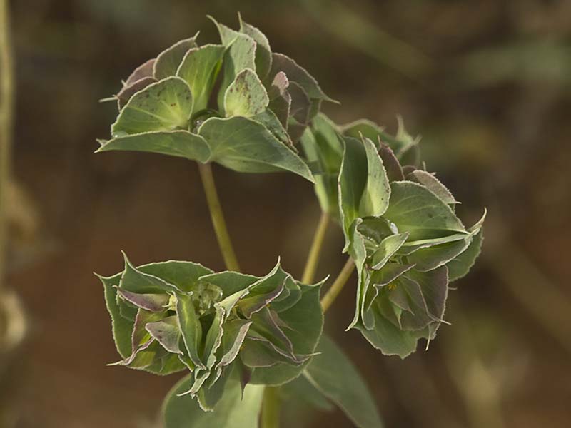 Lechetrezna tonta (Euphorbia falcata)