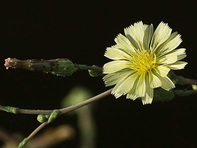 Flor de la Lechuguilla (Lactuca serriola)