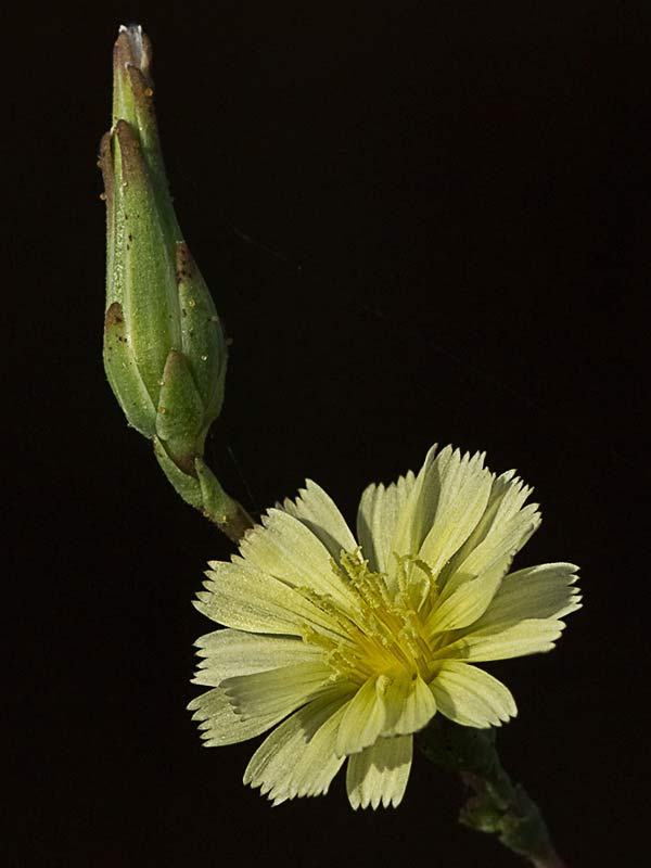 Flor de la Lechuguilla (Lactuca serriola)