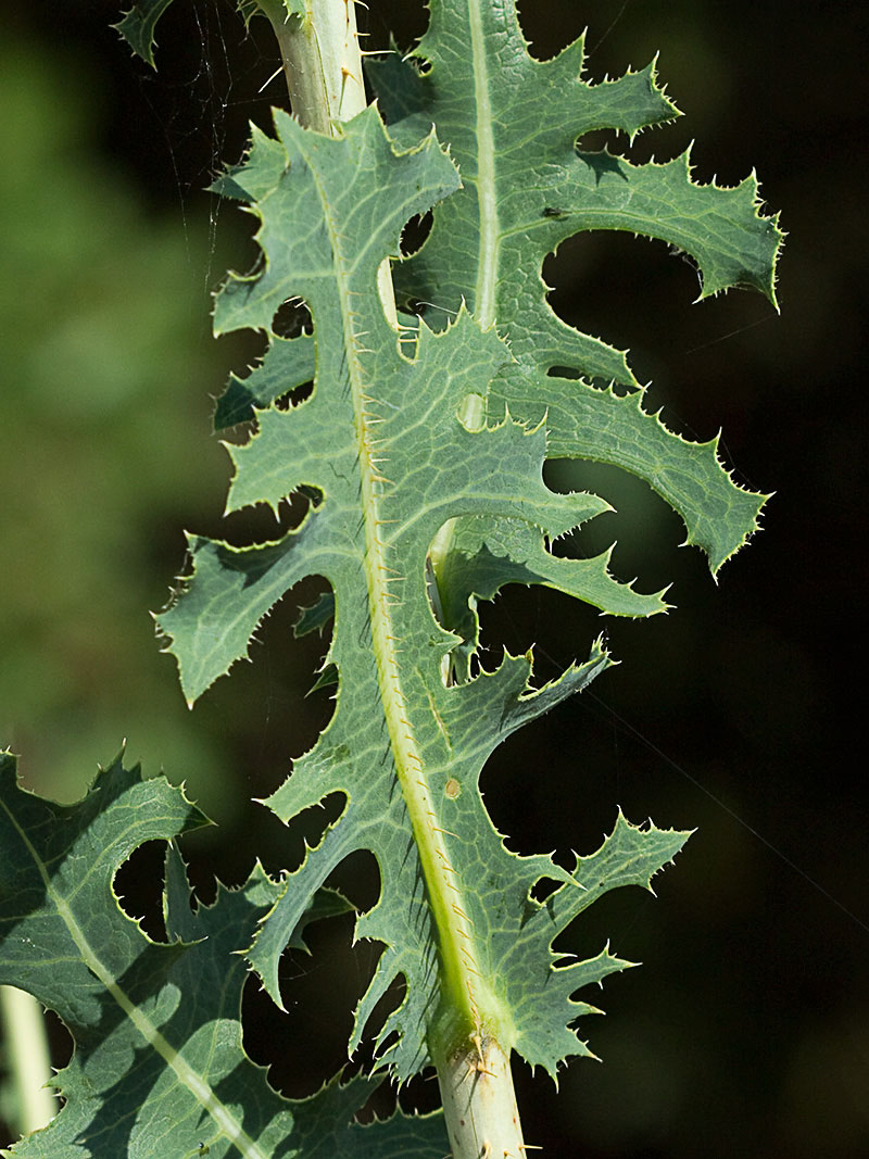 Tallo y hojas pinnatífidas  de la Lechuguilla (Lactuca serriola)