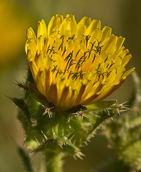 Flor de la Lengua de gato (Helminthotheca echioides, Picris echioides)