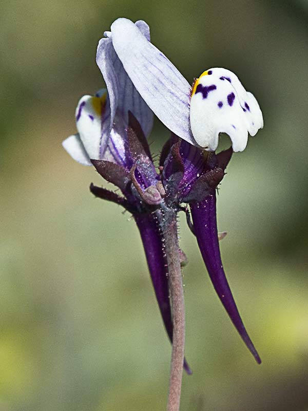 Linaria amatista (Linaria amethystea)