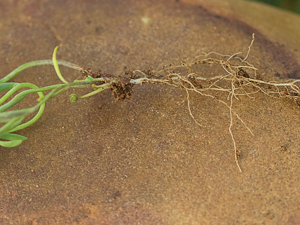 Tallo y raíces de la Linaria amatista (Linaria amethystea)