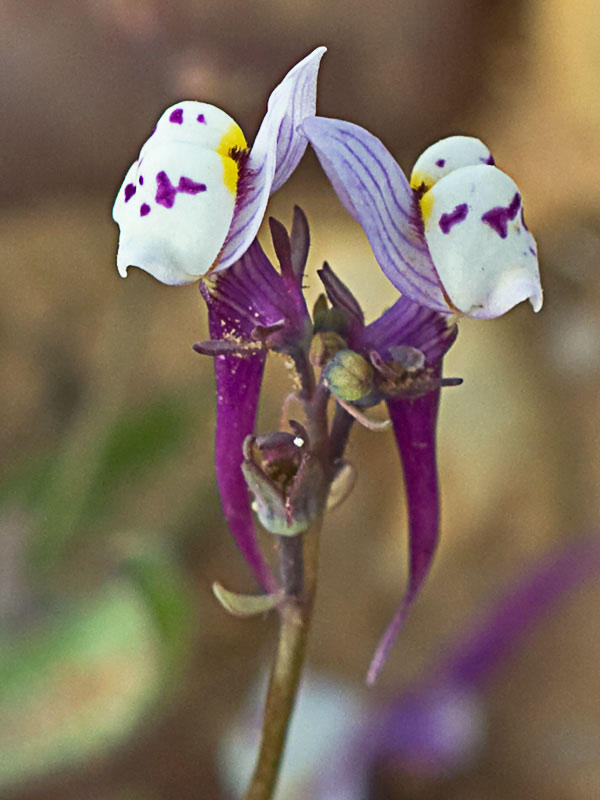 Linaria amatista (Linaria amethystea)
