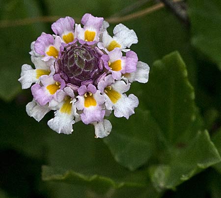 Flor de lipia (Lippia nodiflora, Lippia repens)