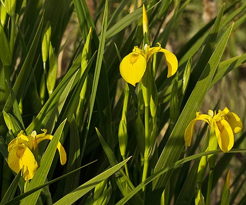 Mata de lirio amarillo (Iris pseudacorus)