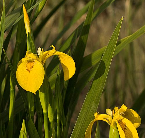 Flores del Lirio Amarillo (Iris pseudacorus)
