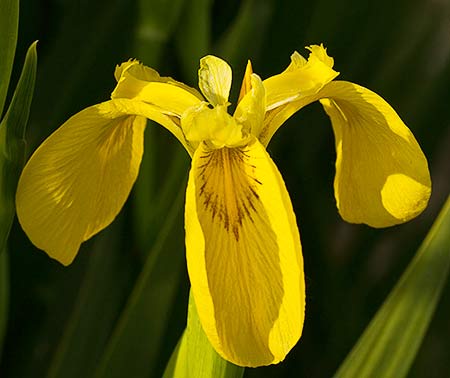 Flor del Lirio Amarillo (Iris pseudacorus)