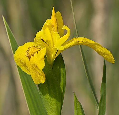 Lirio amarillo (Iris pseudacorus)