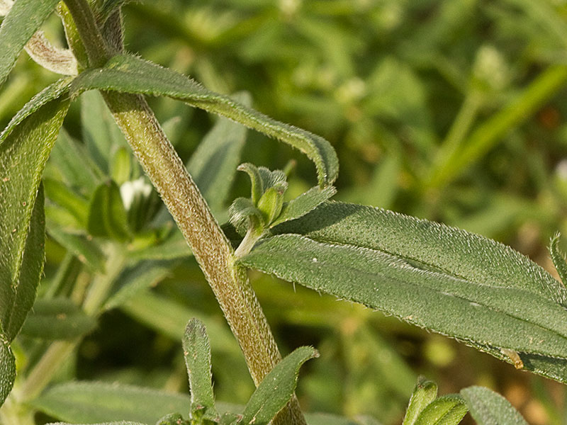 Litospermo (Buglossoides arvensis)