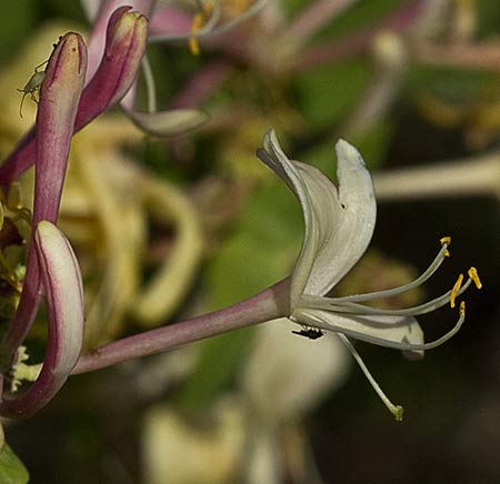 Flor de la Madreselva etrusca (Lonicera etrusca)