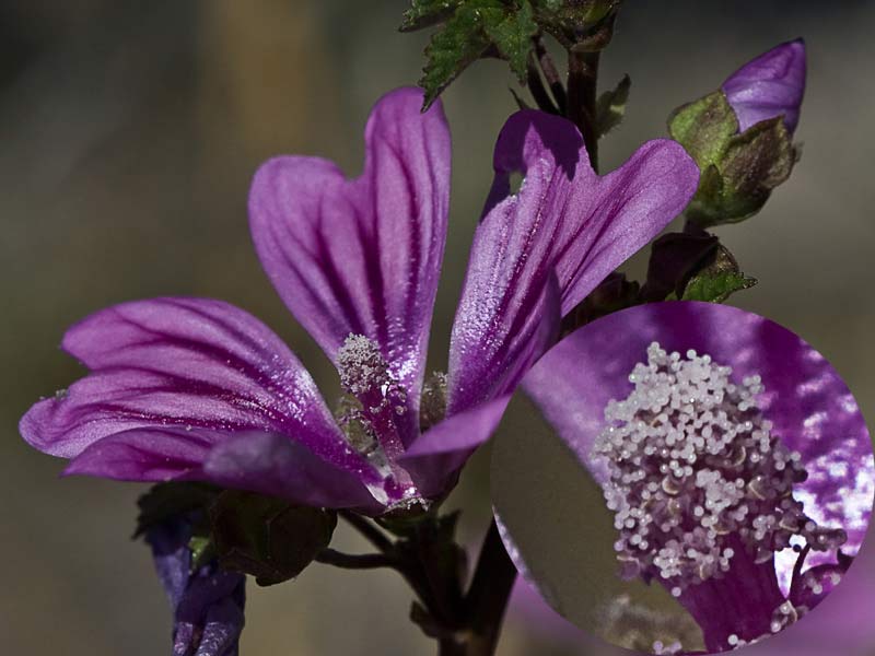 Flor de la malva hispánica (Malva sylvestris)