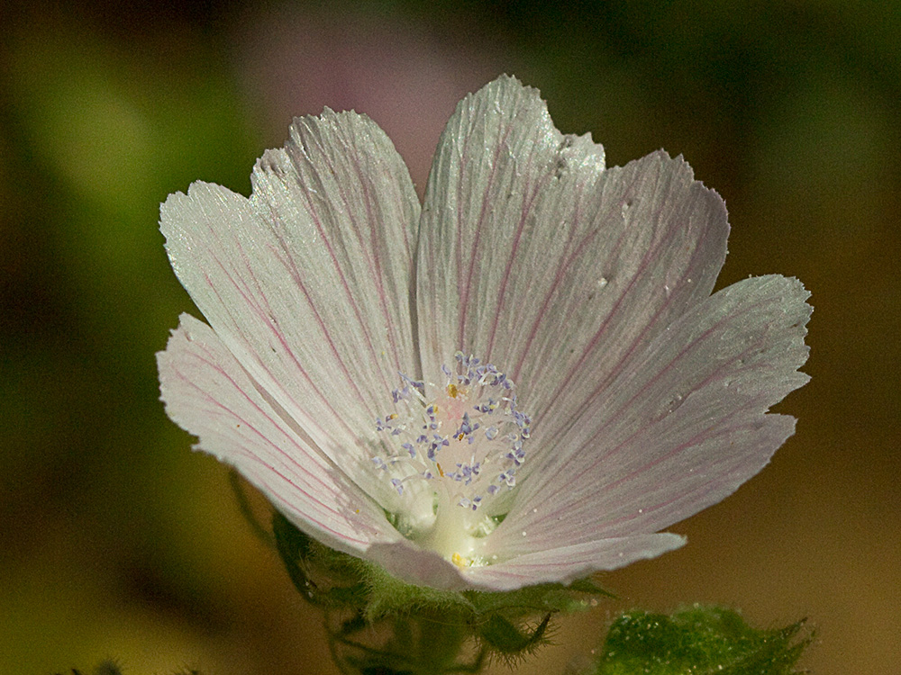 Flor de malva hispánica