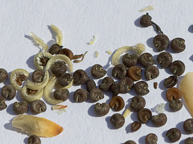Semillas de malva hispánica