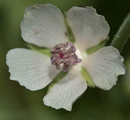 Flor del Malvavisco (Althaea officinalis)