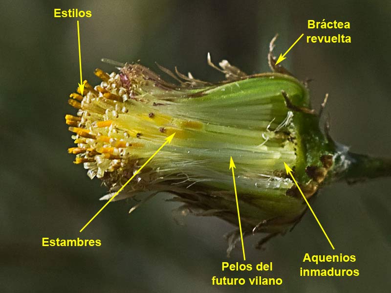 Manzanilla yesquera (Phagnalon saxatile)
