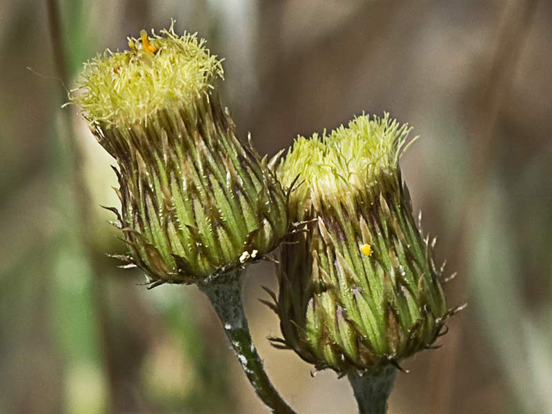 Manzanilla yesquera (Phagnalon saxatile)