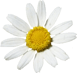 Flor de margarita silvestre