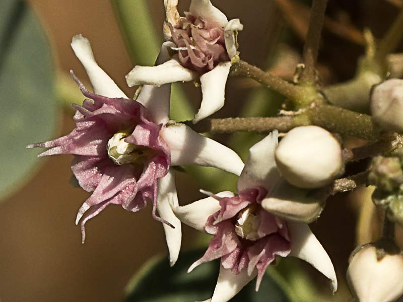 Flor del Matacán (Cynanchum acutum)