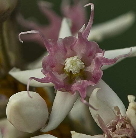 Flor del Matacán (Cynanchum acutum)