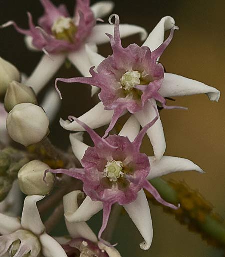 Flores del Matacán (Cynanchum acutum)