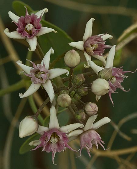 Flores del matacán (Cynanchum acutum)