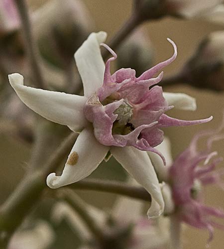Flor del matacán (Cynanchum acutum)