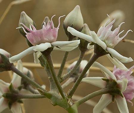 Flor del matacán (Cynanchum acutum)
