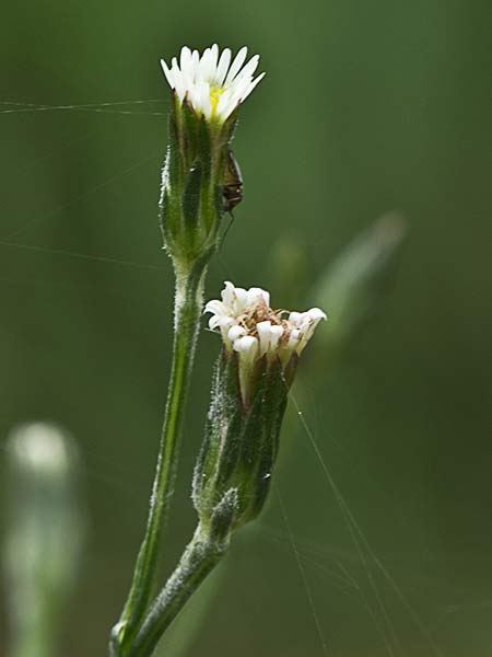 Matacavero (Symphyotrichum squamatum - Aster squamatum)