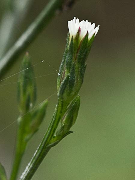 Matacavero (Symphyotrichum squamatum - Aster squamatum)