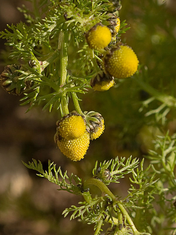 Manzanilla común (Matricaria áurea)