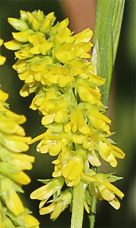 Inflorescencia del meliloto (Melilotus indicus)