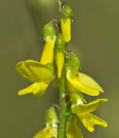 Racimo de flores del Meliloto común (Meliloto officinalis)