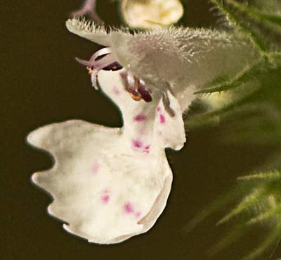 Flor de la  Menta gatuna (Nepeta cataria)