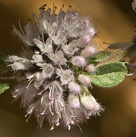 Flora de Malpica de Tajo, Menta poleo (Mentha pulegium)