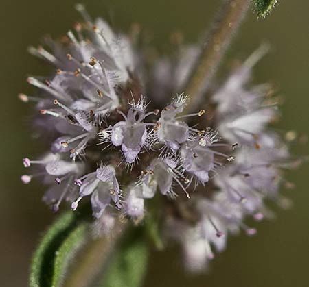 Flores de la menta poleo (Mentha pulegium)