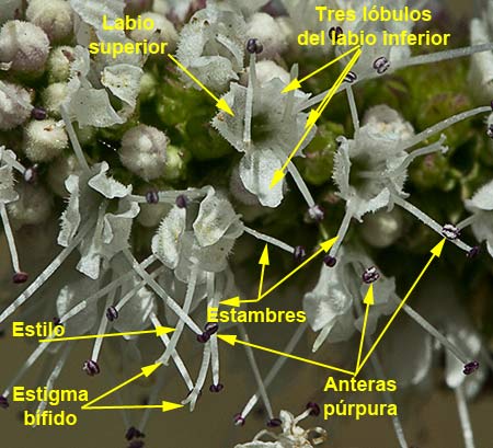 Espiga floral del Mentastro (Mentha suaveolens) 